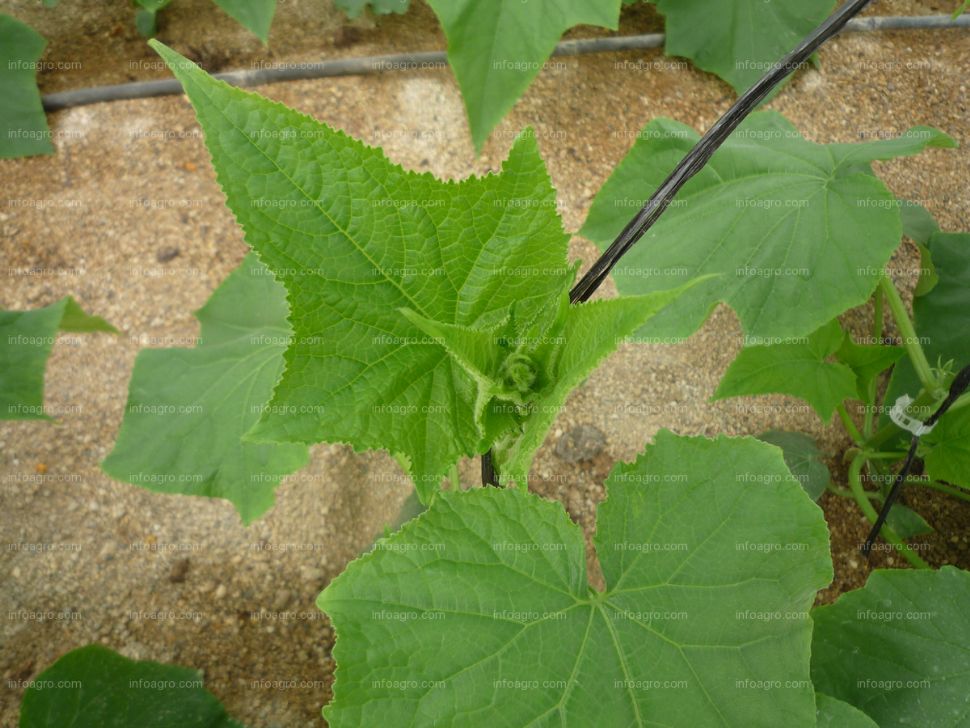 cucumber plant leaves